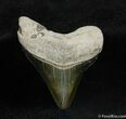 Bone Valley Megalodon Tooth #537-1